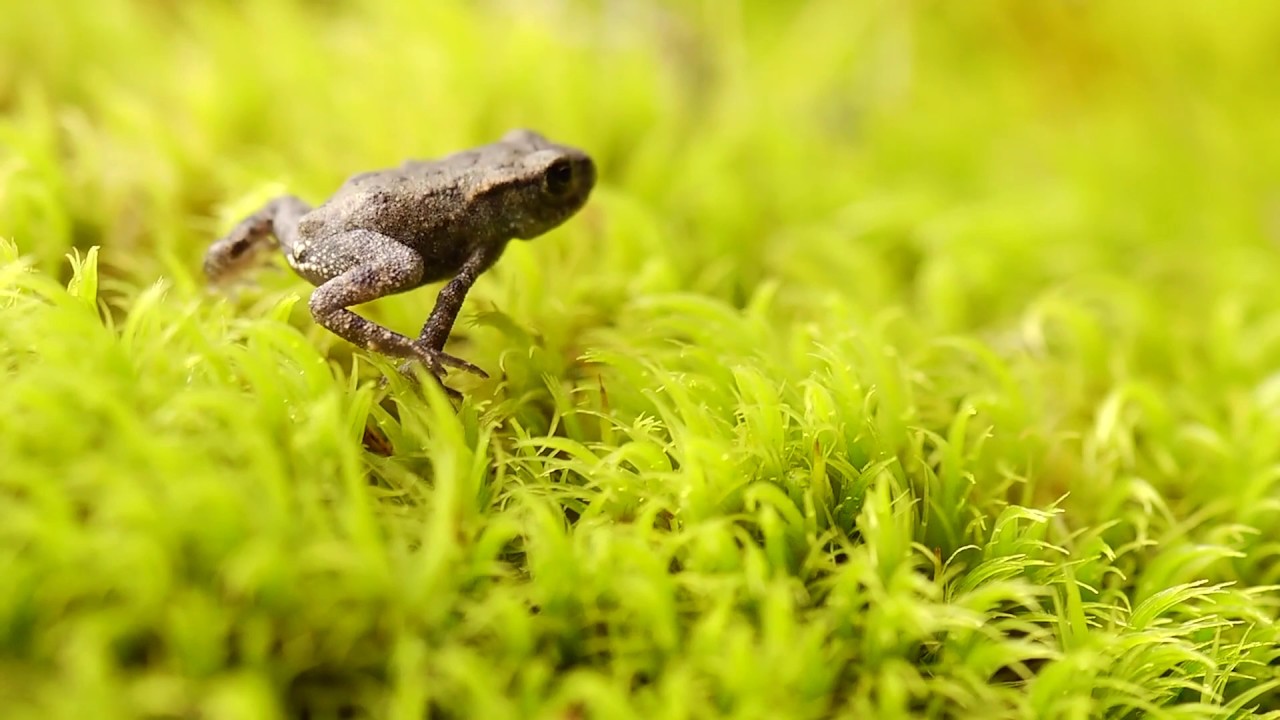 EP04 - Padis - Apuseni