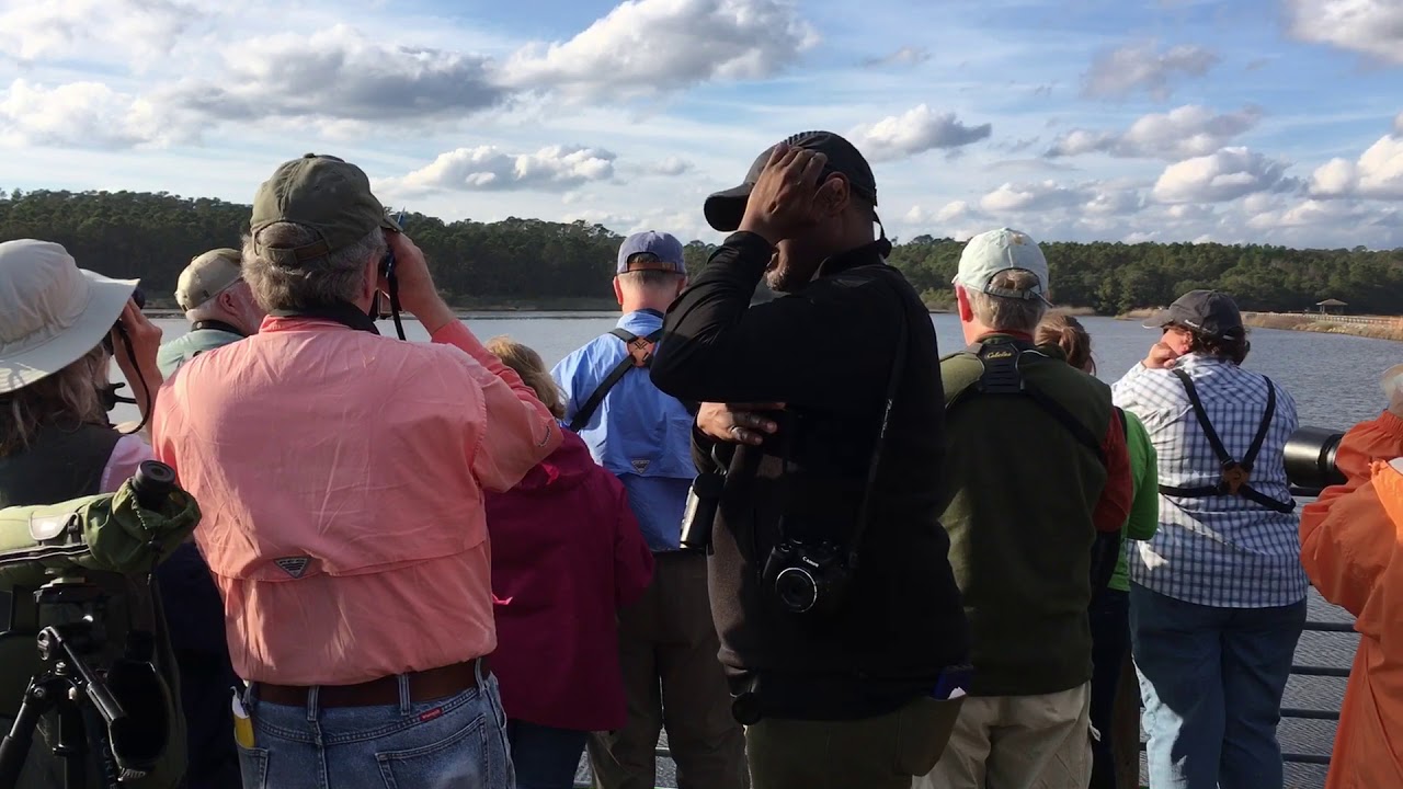 Bird ID: Greater Scaup vs Lesser Scaup 