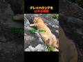 油断してた猫の渋すぎるリアクションのサムネイル