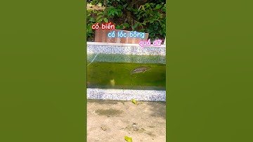 hồ cá săn mồi có biến, Cá Lóc Bông quá dữ #fish #animals #pet #baopet #aquarium #shorts
