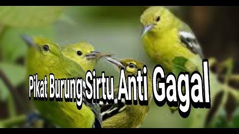 Suara Pikat Burung Sirtu Ribut Paling Ampuh