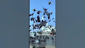 يا حبيبي يا محمد اللهم صلي عليه 