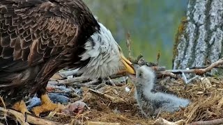 Decorah Eagles. Breakfast at 7 am - explore.org 04-22-2023