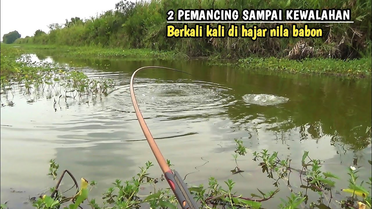 Surga tersembunyi di spot tak terjamah..!! pemancing sampai kewalahan full nila babon