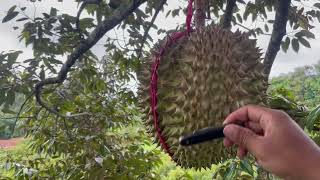 CARA MEMILIH  DURIAN MONTONG YANG SUDAH SIAP PANEN DI. KEBUN DURIAN MIDORI FARM