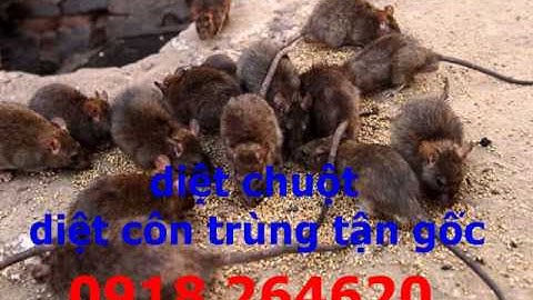 Diệt chuột tận gốc tại quận  5 / 0918 264620