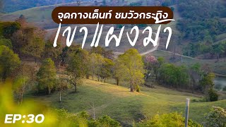 เขาแผงม้า จุดกางเต็นท์ชมวัวกระทิง ที่วังน้ำเขียว |ที่นอนbestway|naturehike village13