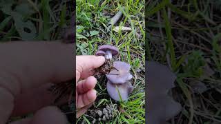 🍄💜 Mor Çinçile — Lepista nuda 💜🍄