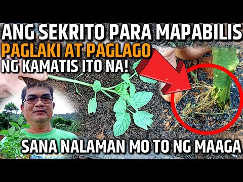 Video: Paano Mapabilis Ang Pagkahinog Ng Mga Kamatis