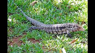 The Tegu Lizard Spotted In The South Eastern US