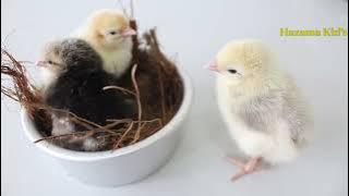 Anak Ayam tekotek kotek || Ayam Kukuruyukkk || Lagu Anak Lucu