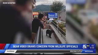 'Dangerously close' People urged to steer clear of bears after Gatlinburg video