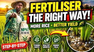 HOW TO APPLY FERTILISER IN A RICE FARM FOR HIGH YIELDS! 🌾🔥#farm #rice #farminglife #fertilizers