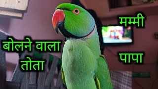 Talking parrot || Mummy bolne wala mittu || mitthu mitthu ◖⁠⚆⁠ᴥ⁠⚆⁠◗