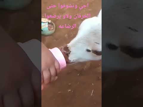 وها انت حتى الخرفان ولاو يرضعوا الرضاعه