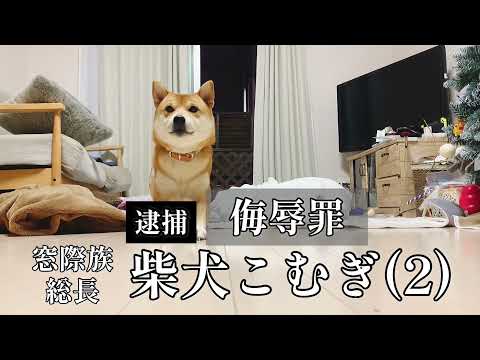柴犬こむぎの反撃　【NEWS 48】　我が家の可愛い逮捕されがちな柴犬こむぎ容疑者