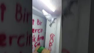 İçerde Takla Atan Balli Güverci̇n