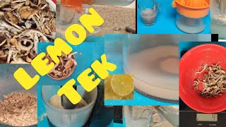 *LEMON TEK*🍋🍋🍋How To LEMON TEK 🍋 🍋 🍋 gourmet mushrooms