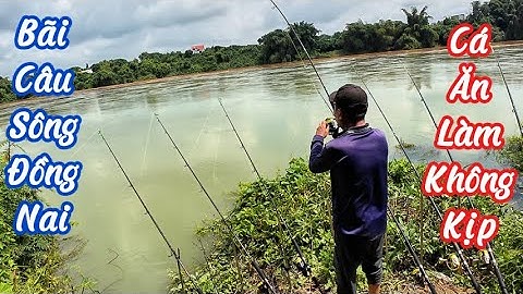 Câu Cá Sông Đồng Nai | Cá Ăn Làm Không Kịp | Fishing in Dong Nai River | Too Many Fish to Eat P23