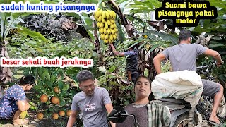Download Lagu Lihatlah buah yang baru kami tanam .Sudah kuning dan besar sekali buahnya MP3