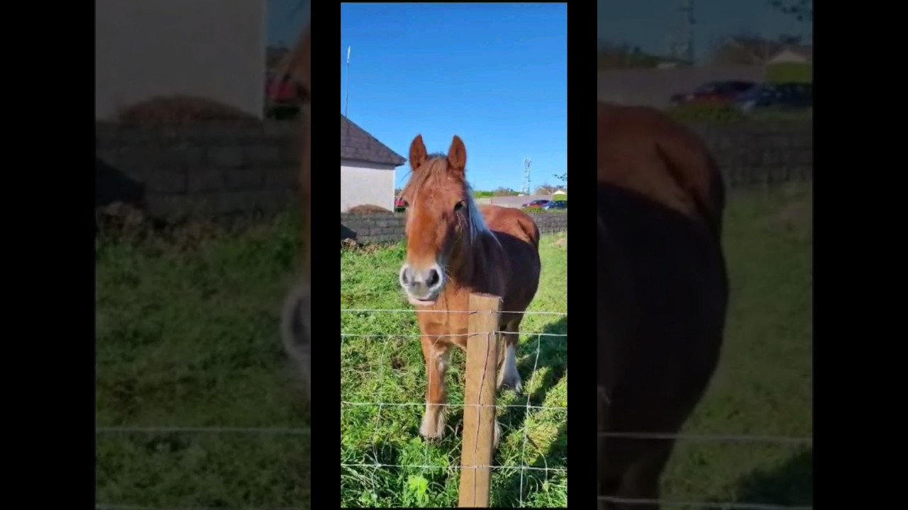 😱வாவ் அயர்லாந்தில் அழகிய குதிரை 😱What a Majestic Ireland's Horse! #shortsfeed #shorts #shortsviral