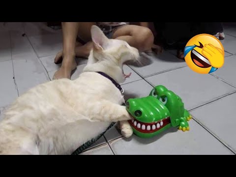 Try Not To Laugh 🤣 New Funny Cats and Dogs Videos 😹🐶 Part 2