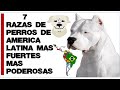 7 Perros más Macizos de América Latina