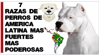 7 Perros más Macizos de América Latina