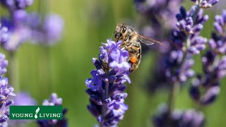 The buzz on Young Living Lavender oil and bees