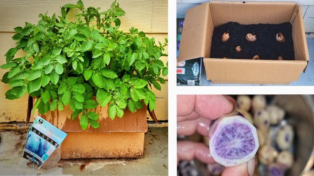 Grow Potatoes in a Cardboard Box