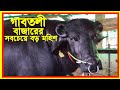 গাবতলী গুরুর বাজার থেকে সরাসরি 🔴