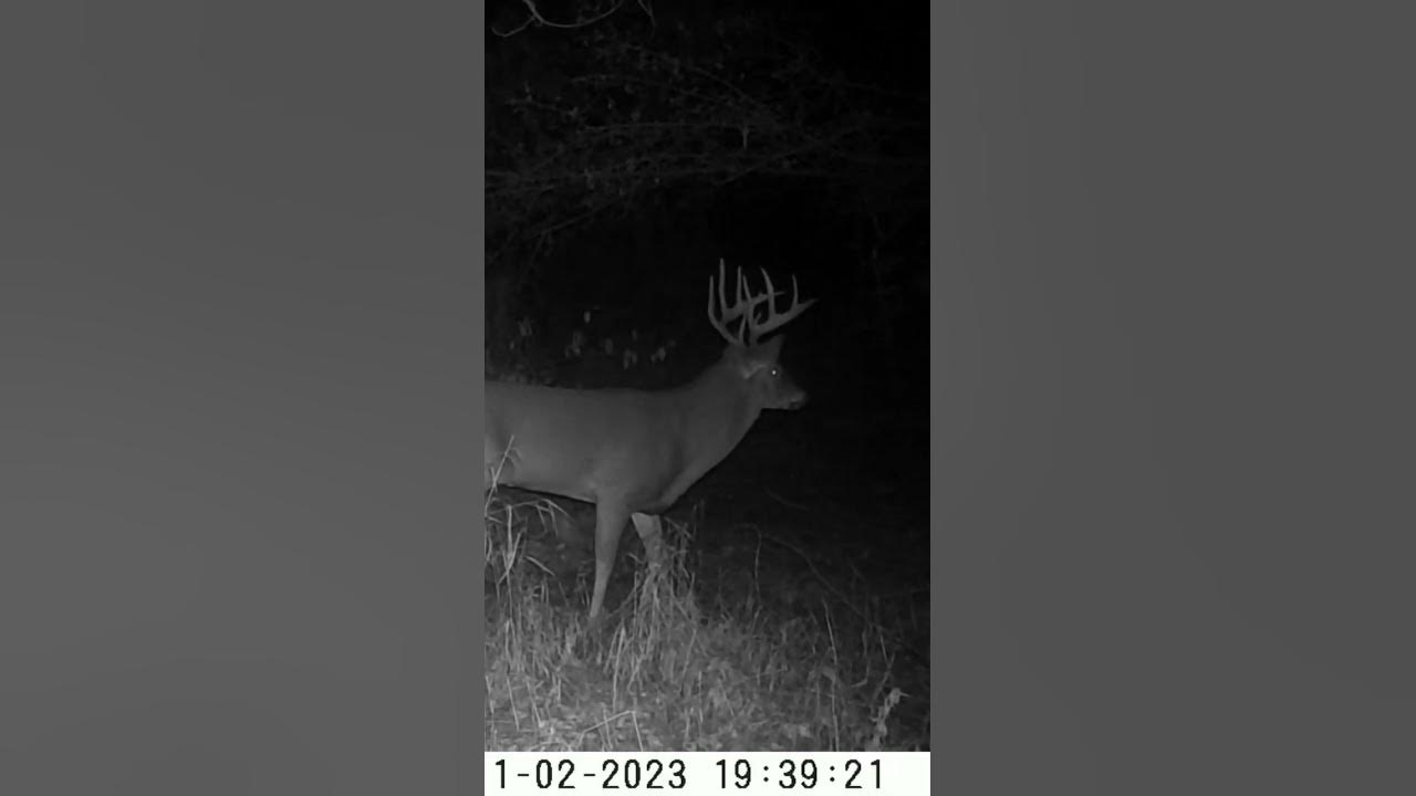 My MN Deer hunting nature deer YouTube deer-hunting-opening-weekend-minnesota-bow-hunt-youtube