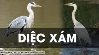 TIẾNG DIỆC XÁM GỌI BẦY CHUẨN 2021