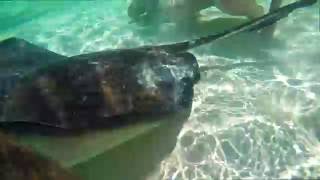 Feeding Stingrays in Exuma, Bahamas