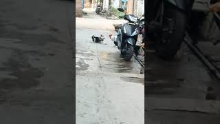 DOG vs COCK fight