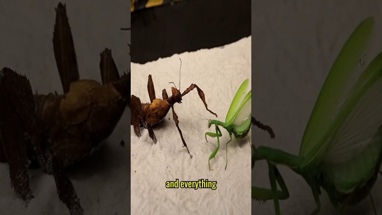 Что произойдёт, если БОГОМОЛЫ увидят ГИГАНТСКИХ ПАЛОЧКОВ? 