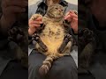 #Shorts抱っこが嫌いな猫と覚える世界史一問一答６ #世界史 #猫