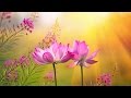 Peaceful music relaxing music instrumental music a pathway to peace by tim janis