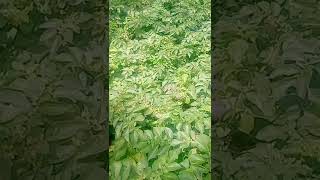 Markies Potatoes Stage 8