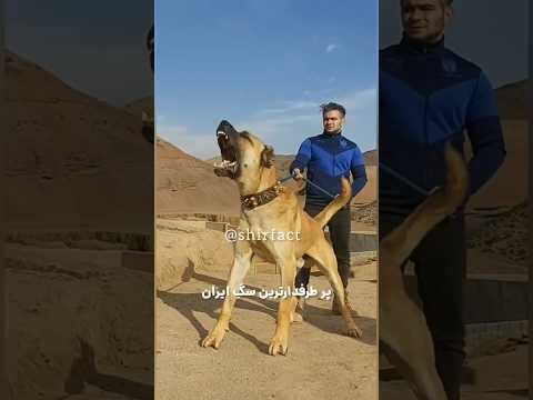 خطرناک ترین سگ ایران