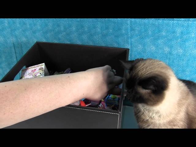 Beppski the Siamese Cat — Ping & Pong