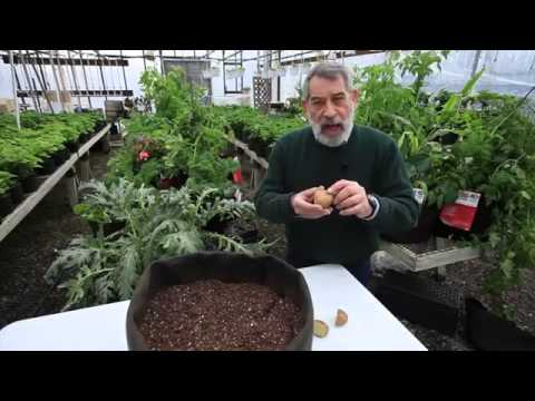 Βίντεο: Μεγάλες γλάστρες: μεγέθη γλάστρες Chamotte για φυτά εσωτερικού χώρου, παλέτες για όμορφες γυάλινες γλάστρες