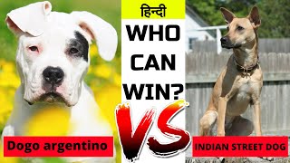 Dogo Argentino  Vs Indian Street dogin Hindi | Dog VS Dog | PET INFO | Which  For You as Pet?