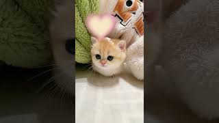 little kittens cute moments funny cats 2024