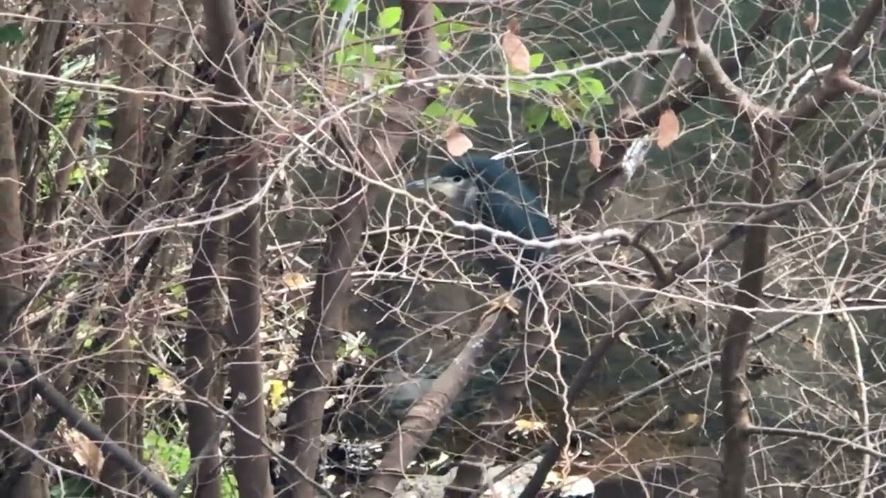 Night #Heron 24th January 2026 at around 14:46 #ゴイサギ