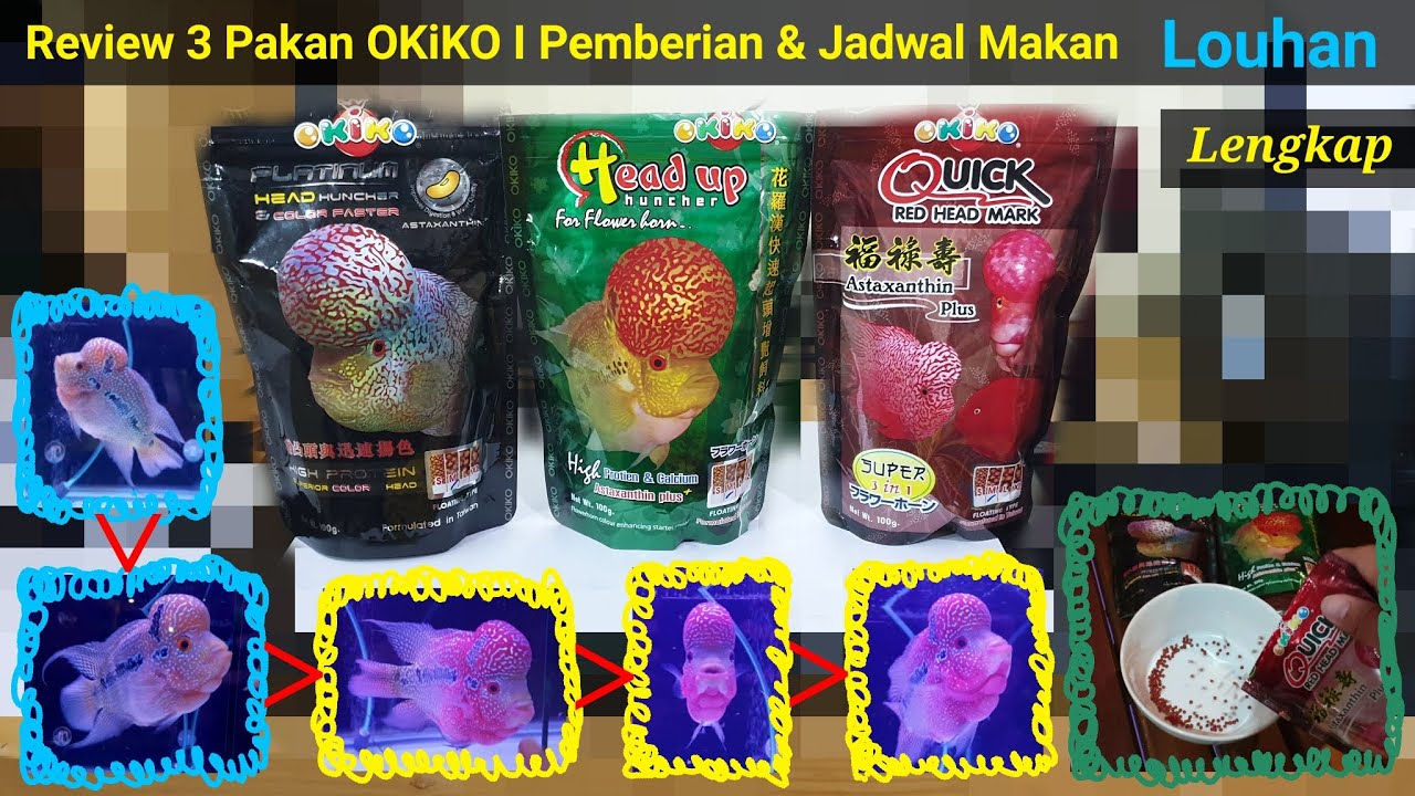 Review & Pemberian Pakan Umpan Pelet Makanan Louhan OKiKO 3 Macam - Warna Mutiara Jenong - Lengkap