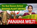 Why Does Panama Wilt Occur in Banana Plantation? | Fusarium Wilt