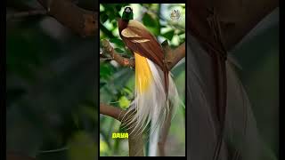 Burung endemik indonesia yang teramcam punah #cendrawasih #papua #faktaunik #hewanunik #burungkicau
