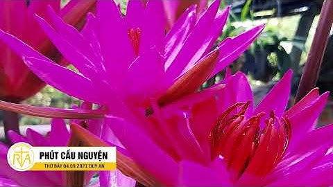 Phút Cầu Nguyện, Thứ Bảy 04/09/2021: Bình An Với Những Gì Nhận Được Từ Thiên Chúa