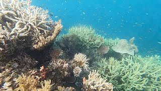 Snorkeling at NoaNoa